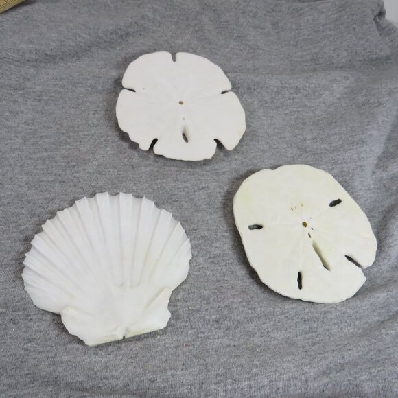 Sea Shell Sand Dollars REAL Large 4" and large white shell 4" Coastal White - Picture 2 of 9